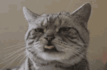 tricky cat